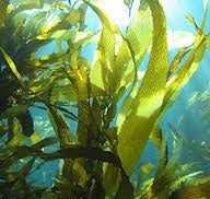 Sea Kelp Benefits for your Skin